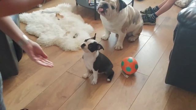 Ralph the Boston Terrier gives paw смотреть онлайн