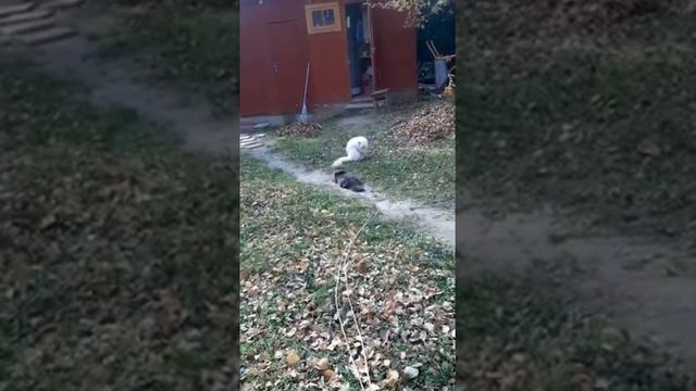 Как поймать белый хвост! смотреть онлайн