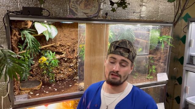 GREEN TREE PYTHON NECESSITIES ? #bdreptiles #reptileroom #reptiles #snake #animals #godscreations смотреть онлайн