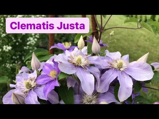 Клематис Джуста ? и его компаньоны‼️ Clematis Justa.mp4 смотреть онлайн