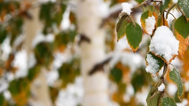 A.Скрябин/A.Scriabin Plays Scriabin