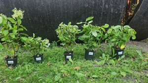 Обзор саженцев гортензии с питомника "Аннабель". #метельчатыегортензии#garden#гортензии