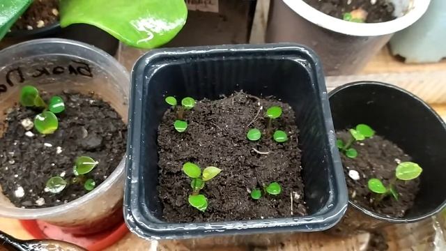 Размножение антуриума семенами. Посадка 18 марта. Часть 4 - 10 июля 2019г смотреть онлайн