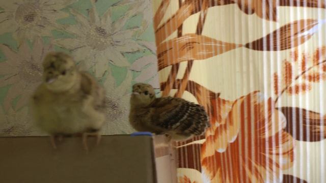 Глухарята д.Новинка  06-04-2021