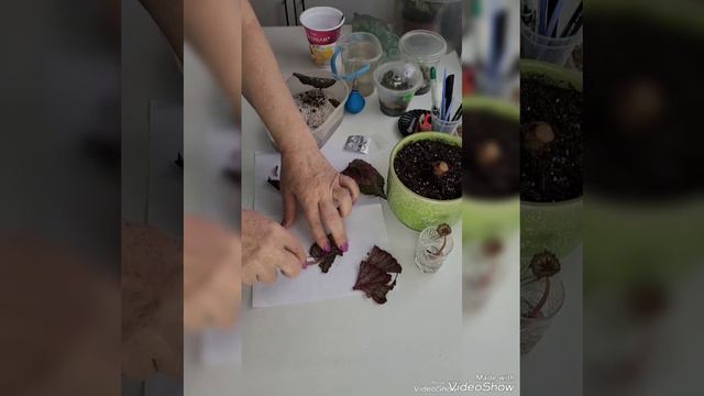 Черенкую бегонию Merry Christmas🍀🪴☘️ смотреть онлайн