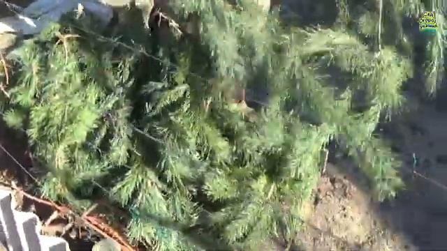 НАДЁЖНОЕ УКРЫТИЕ ВИНОГРАДА НА ЗИМУ. СПОСОБ ВТОРОЙ. смотреть онлайн