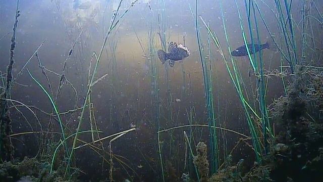 Ротаны в карьере. подводная камера смотреть онлайн