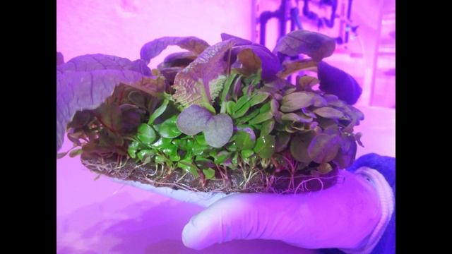 Выращивание на ситиферме. МИКС: Горчица «Фрингед» и микрозелень щавель «Сангвиник» за 18 дней смотреть онлайн