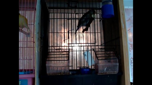 Пение гибрида щегла и канарейки смотреть онлайн