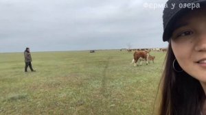 Помесные телята. Бык породы Лимузин  и корова казахская-белоголовая.