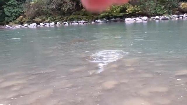 РЫБАЛКА В АМЕРИКЕ НА ЛОСОСЯ - КИЖУЧА И ЧАВЫЧУ смотреть онлайн