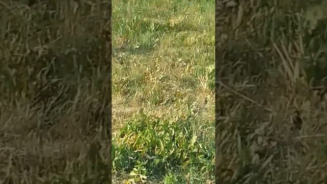 как не нужно поступать с пчёлами смотреть онлайн