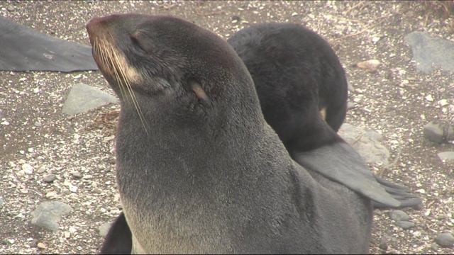 Lens: Лежбище 