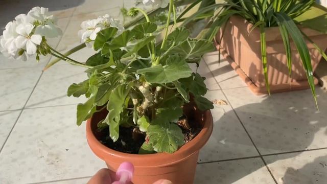 ?Лучшее Средство От Гусениц. Спасаем Герань.❗️Осторожно Гусеницы смотреть онлайн