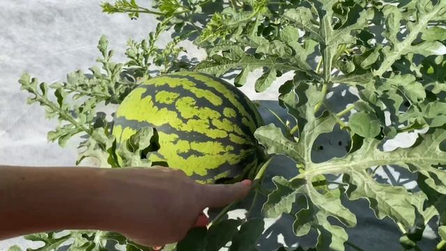 Как определить что арбуз поспел. Летние цыплята Араукана. смотреть онлайн