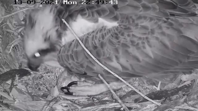 Port_Lincoln Osprey_ first chick hatched/ первый цыпленок вылупился 13.09.2021 смотреть онлайн
