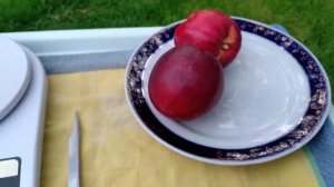 СМОТРЕТЬ ВСЕМ ! НЕКТАРИН РУБИНОВЫЙ  -плоды редкой красоты и вкуса