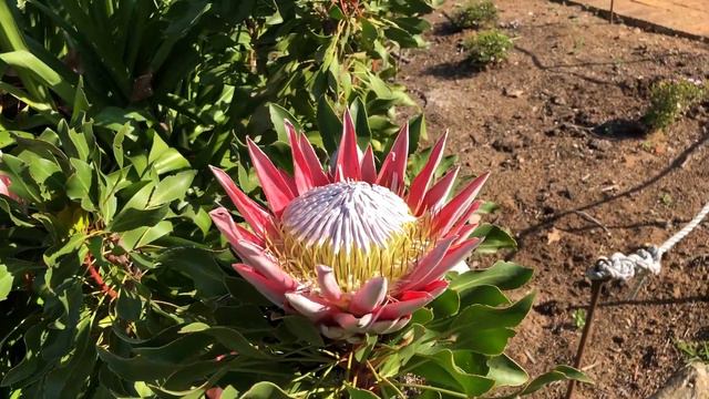My floral dream - Kirstenbosch National Botanical Garden in Cape Town смотреть онлайн