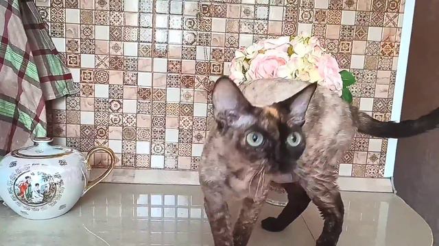 Девон рекс Самара. Аврора мама котят. смотреть онлайн