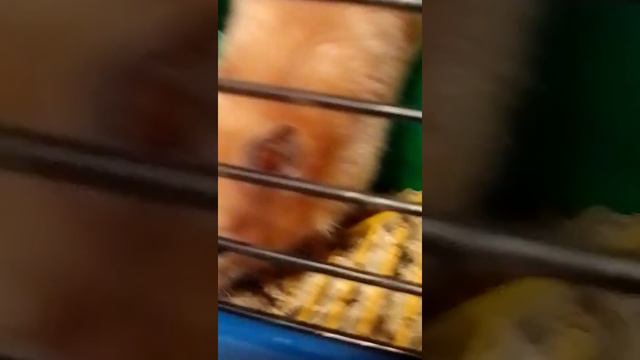 Что с глазом?! почему кровь?! часть 2 смотреть онлайн