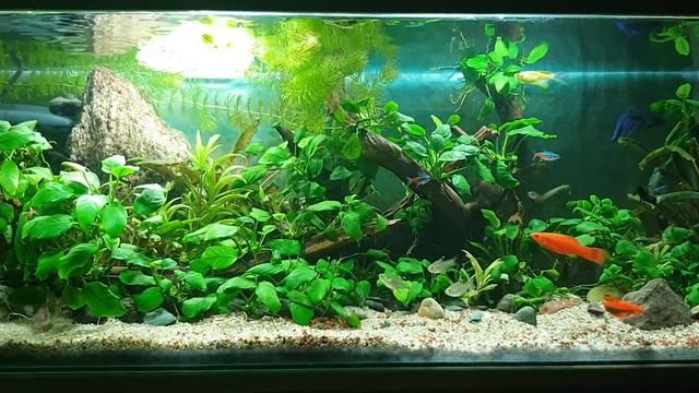My aquarium 80x30x30cm (2 years old) смотреть онлайн