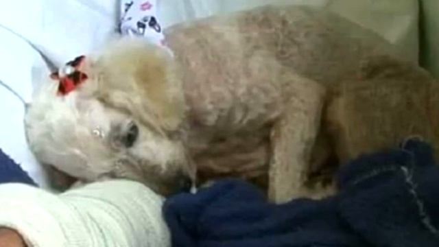 Дверь больничной палаты открылась, и туда «влетела» взволнованная собака, что было дальше невероятн