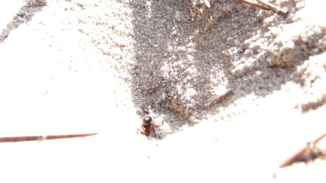 ловушка для муравья смотреть онлайн