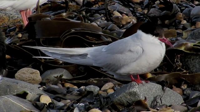 Arctic Tern, Newburn Bridge, Hartlepool - 25/10/2015 смотреть онлайн