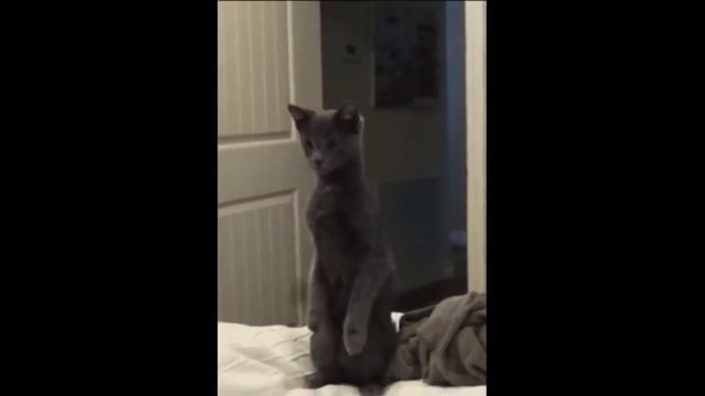 Приколы с котами с ОЗВУЧКОЙ! СМЕШНЫЕ КОТЫ и КОШКИ – МУРЗИК смотреть онлайн