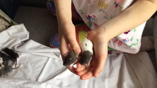 Моя Крыса родила 9 крысят!!!!! смотреть онлайн