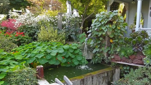 TBILISI - сад гардения шеварднадзе - как выглядит ? смотреть онлайн