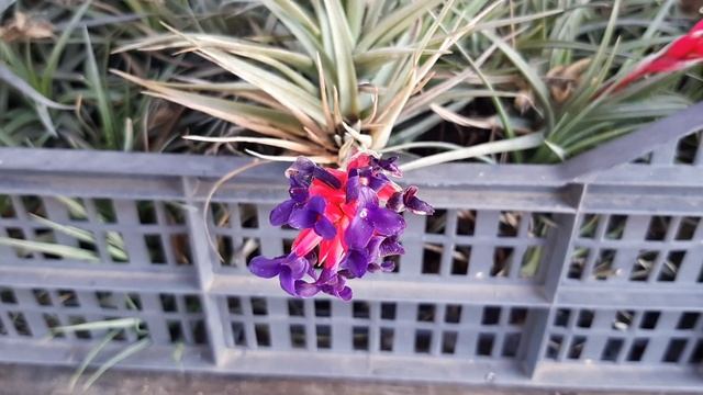 Fioritura Tillandsia Aeranthos 2019 смотреть онлайн