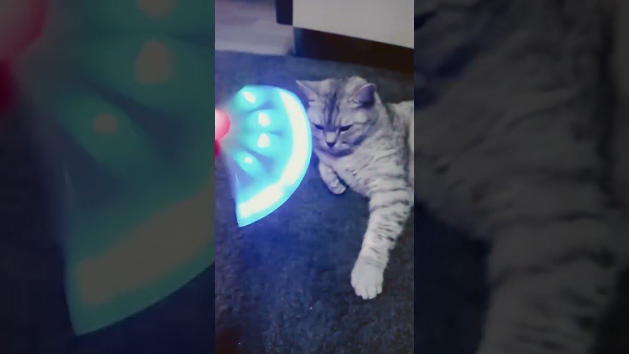 Кого ты спасешь? #shorts #рекомендации #котики #лайк #подписка #коттитар #выбери #котята #коммент смотреть онлайн
