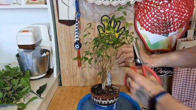 2.Обрезка бонсай из граната стиль метла часть 2.