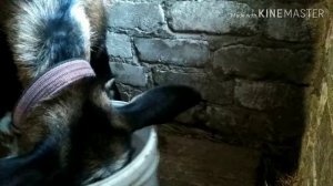 #Как сделать укол# козе правильно