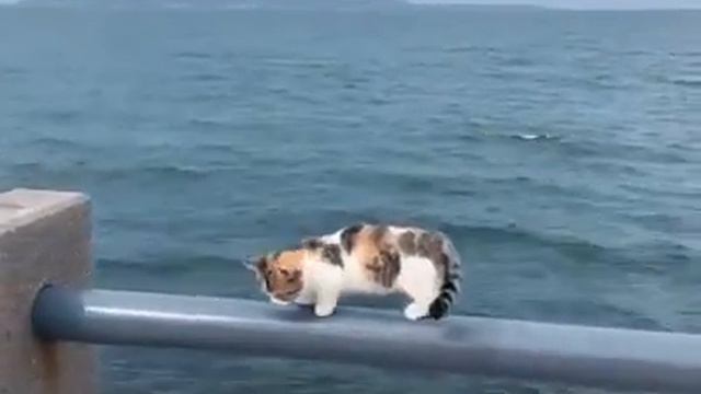 Cute munchkin cat смотреть онлайн