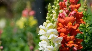 Как вырастить львиный зев в домашних условиях