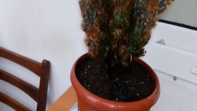 Цереус кактус. пересадка смотреть онлайн