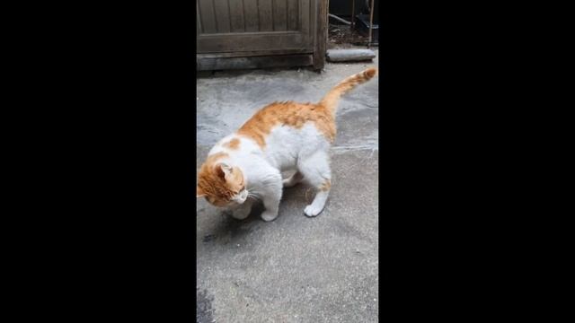 [Mt sub]#1.Is it bothersome to cry? Pretty cat? смотреть онлайн