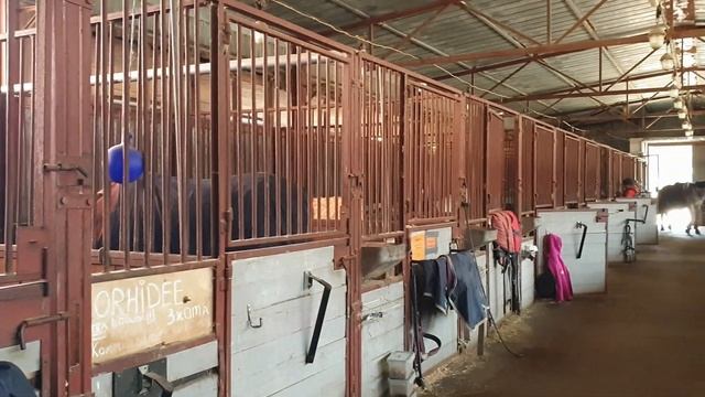 Эстония влог.Интересные места в Таллинне.Танцевальная обувь.База верховой езды.Кафе Chopsticks смотреть онлайн