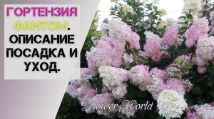 Гортензия Фантом. Описание посадка и уход.?