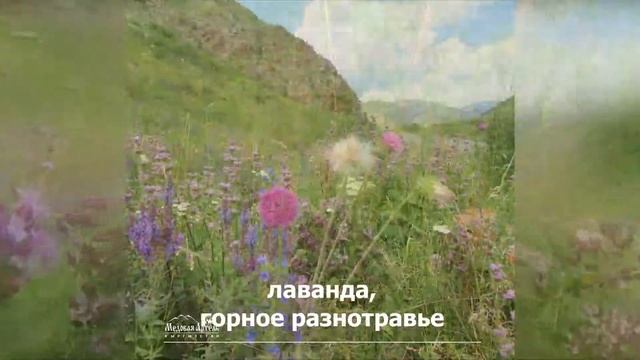 Медоносы Кыргызстана смотреть онлайн