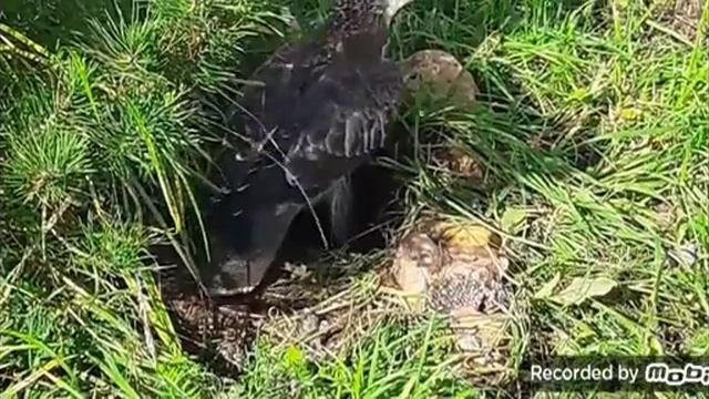 осоед – не боится пчел, ос и шершней!!! смотреть онлайн