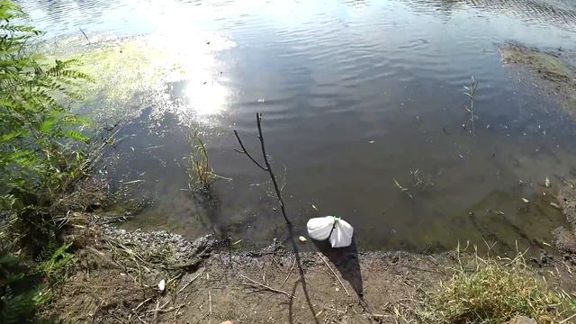 Рыбалка на 2 часа, Днестр 51 км. 20.06.2019. Караси и Тарань на кукурузу. смотреть онлайн