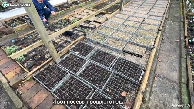 🌸Mister Hepatica| Уход и обзор редких многолетних растений| Печёночница, морозник смотреть онлайн