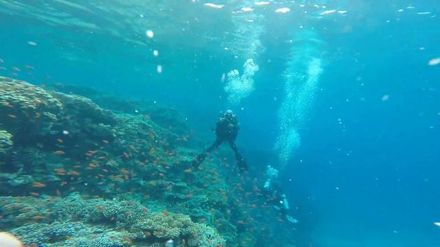 Самая популярная экскурсия в Шарм эль Шейхе Рас Мохаммед | Белый остров, дайвинг с рыбками смотреть онлайн