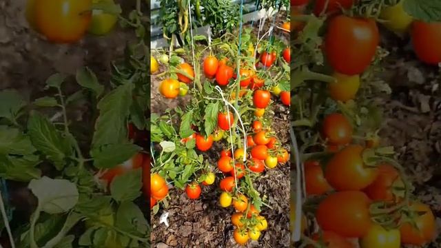 Томаты в открытом грунте в Подмосковье? #семенатоматов #томаты #сад #помидоры #dwarf смотреть онлайн