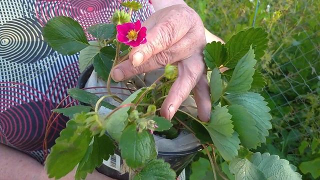 Земляника (клубника) F1 C-141. Цветочки насыщенно-розовой окраски. Фирма "Русский огород". смотреть онлайн