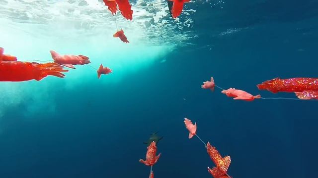 White Marlin in the Dredge aboard Foolish Pleasures during the White Marlin Open in HD смотреть онлайн