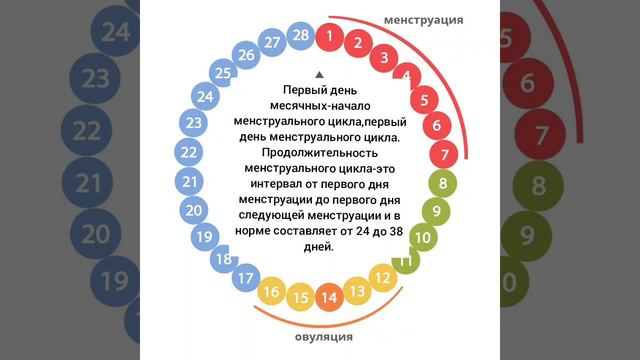 Как правильно считать менструальный цикл? смотреть онлайн